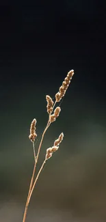 Minimalist nature wallpaper with plant against a dark gradient background.