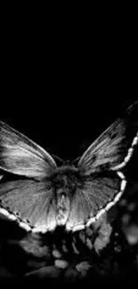 Monochrome butterfly with elegant details and dark background.