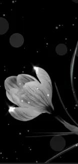 Black and white flower against starry night background.