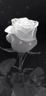 Black and white rose wallpaper for mobile.