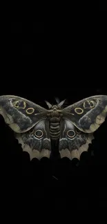 Detailed moth on a black background mobile wallpaper.