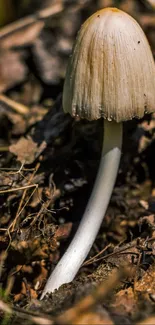 Close-up of a mushroom on the forest floor with detailed texture.