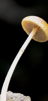 Elegant mushroom with a black background.
