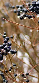 Nature wallpaper with dark berries on branches.