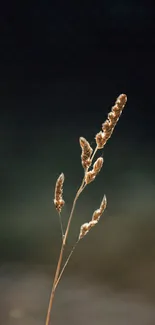 Elegant plant wallpaper with a blurred background.