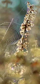 Spider web with wildflowers in sunlight.