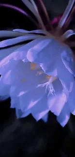 Elegant flower at night with soft blue light.