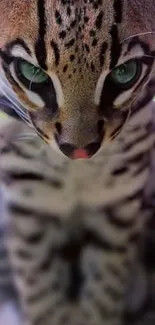 Close-up of a majestic ocelot, highlighting its beautiful markings.