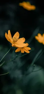 Orange flowers with dark green background, serene and elegant design.