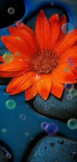 Orange flower on black stones with water droplets.