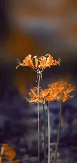 Elegant orange flowers in mystical soft lighting on mobile wallpaper.