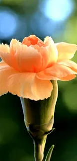 Elegant orange flower against a lush green background, perfect for mobile wallpaper.