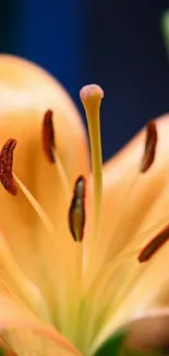 Close-up of vibrant orange lily flower with detailed petals.