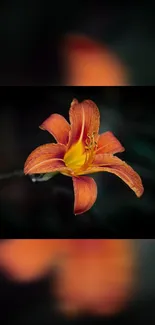 Elegant orange lily flower against a dark green background.