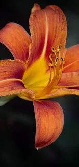 Elegant orange lily against dark background mobile wallpaper.