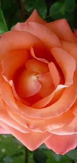 Close-up of a beautiful orange rose in full bloom, showcasing delicate petals.