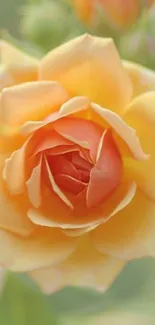 Orange rose bloom with soft focus background.