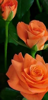 Elegant orange roses on a green background.