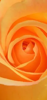 Close-up of a beautiful orange rose with spiraling petals.