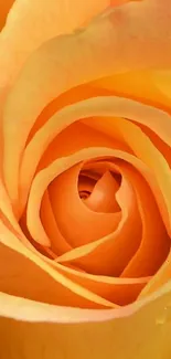 Close-up of a vibrant orange rose with elegant swirling petals.