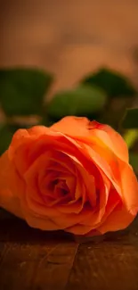 Elegant orange rose on wooden surface.