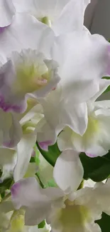 Elegant white and purple orchid blooms with green leaves in a serene design.