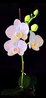 Delicate white orchids on a dark background wallpaper.