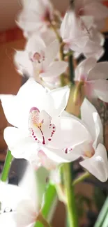 Close-up of elegant white orchid blossoms in bright light.