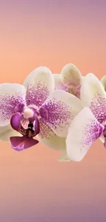 Elegant mobile wallpaper featuring an orchid with peach and purple hues.