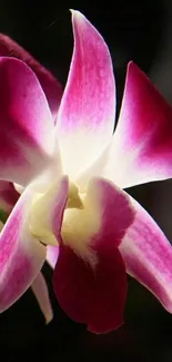 Vibrant pink and white orchid on dark background.