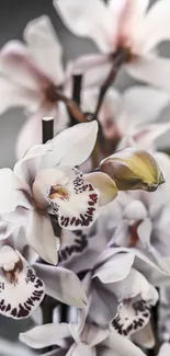 Elegant orchids with light grey petals and delicate patterns.