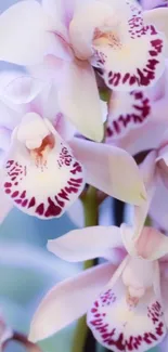 Elegant orchid blossoms with soft pink hues on a mobile wallpaper.