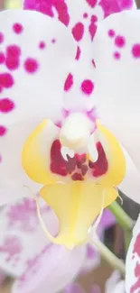 Close-up of a pink and white orchid with vibrant petals.