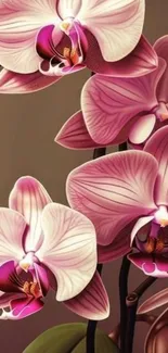 Pink orchid flowers on a phone wallpaper background.