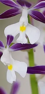 Delicate purple and white orchid flowers.