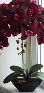 Elegant crimson orchid flower with green leaves in a black pot near window.