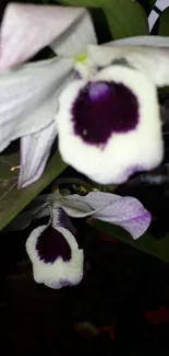 Close-up of an elegant orchid with white petals and a dark purple center.