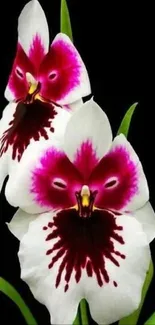 Elegant orchid flowers with vibrant magenta on a black background.