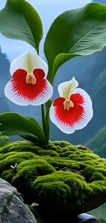 Elegant orchid flower in lush green scenery wallpaper.