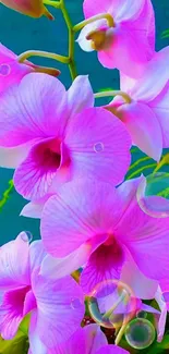 Beautiful pink orchids with green leaves wallpaper.