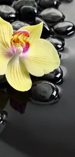 Yellow orchid on smooth black stones, elegant phone wallpaper.