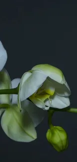 White orchid against a dark, minimalist backdrop.