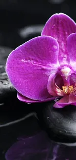 Purple orchid flower on black stones wallpaper.