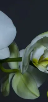 White orchid flowers on a dark background.