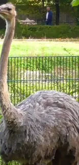 Ostrich with lush green background and fence in a natural setting.