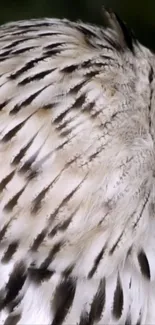 Close-up of elegant owl feathers in soft natural colors.