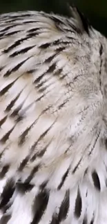 Close-up of owl feathers showing natural black and white patterns.