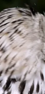 Close-up of intricate black and white owl feathers.