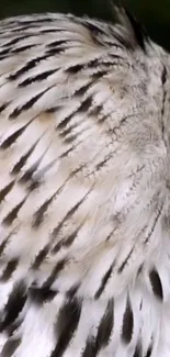 Close-up of owl's elegant feather pattern, showcasing natural beauty.