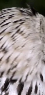 Close-up of elegant owl feathers with detailed patterning.